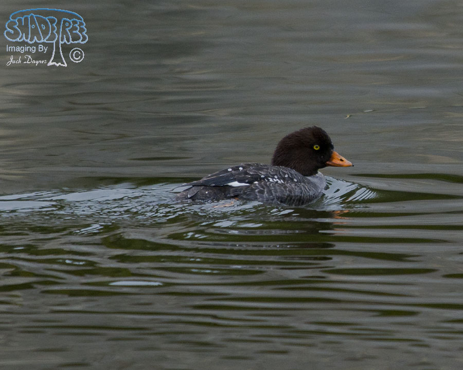 Barrow's Goldeneye - Bucephala islandica