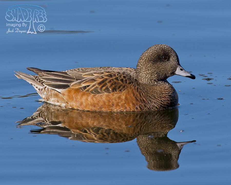 American Wigeon - Mareca americana