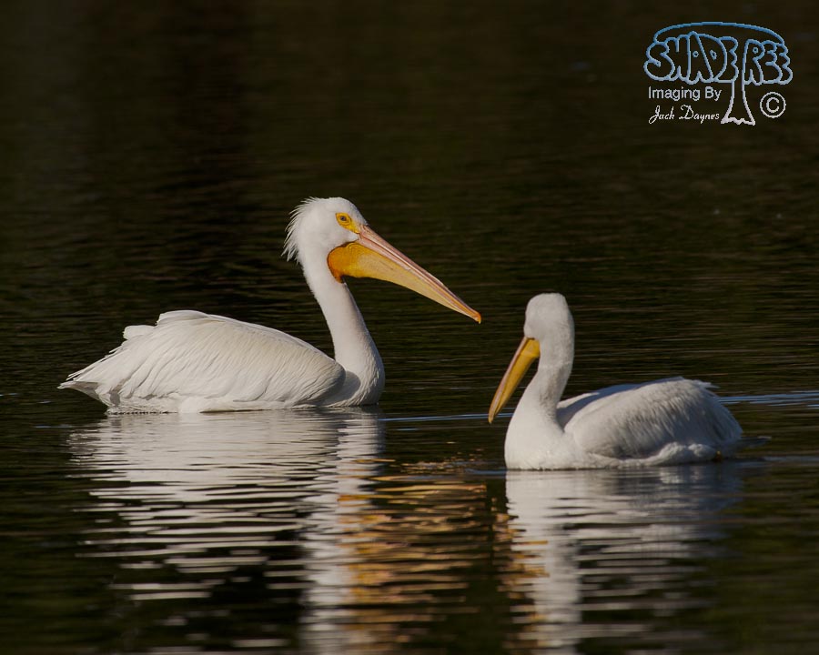 American White Pelican - Pelecanus erythrorhynchos