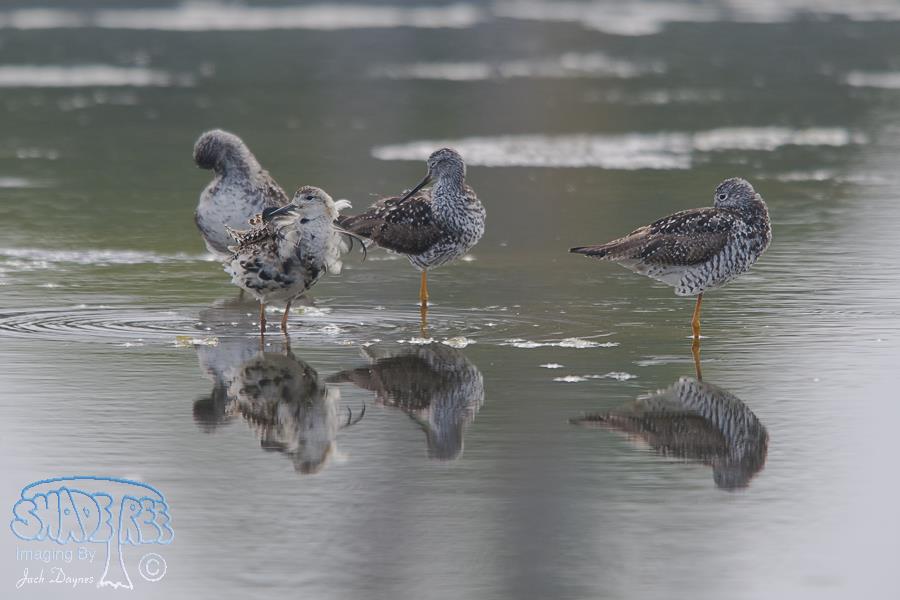 Ruff - Philomachus pugnax