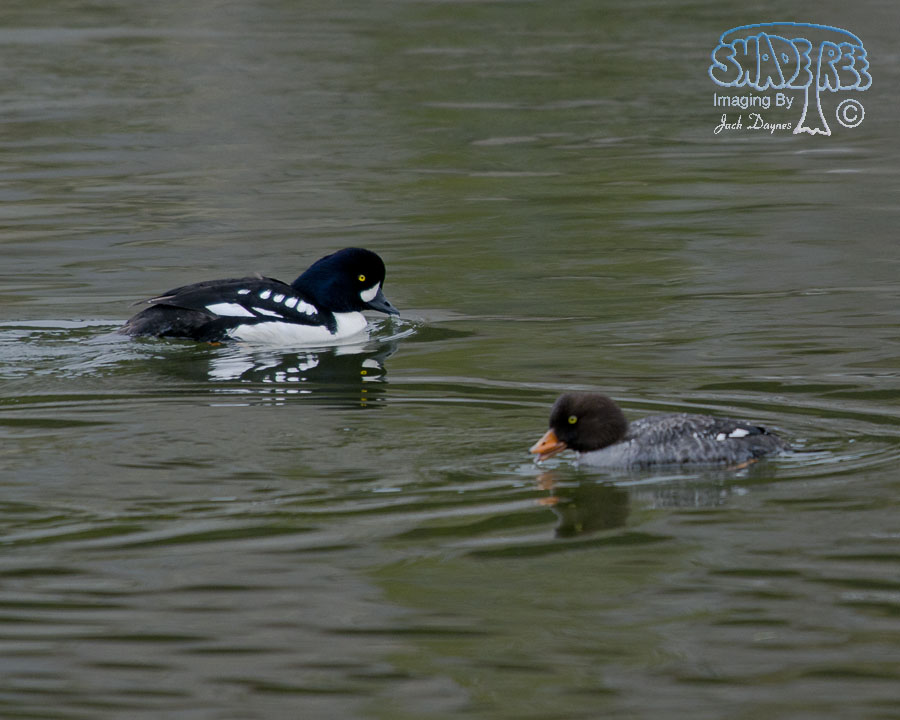 Barrow's Goldeneye - Bucephala islandica
