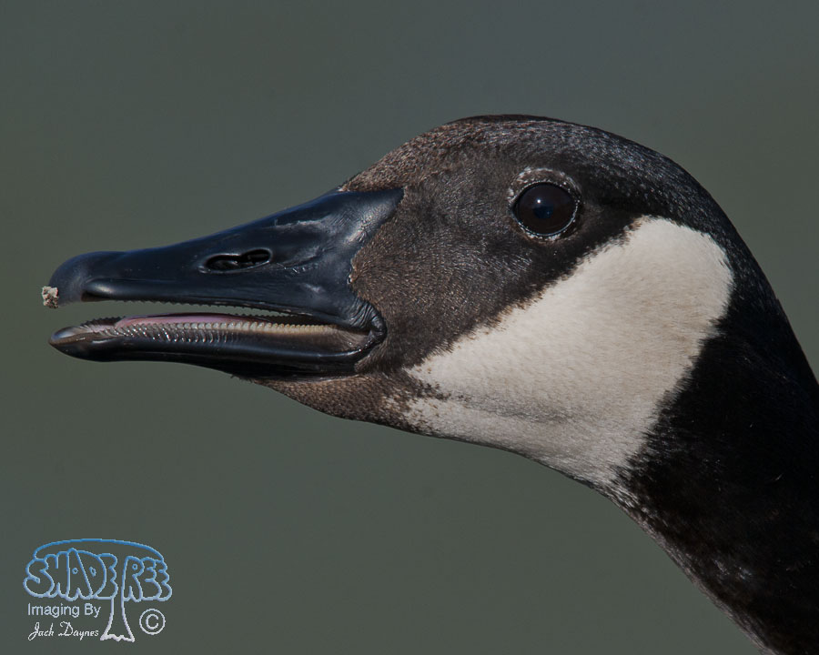 Canada Goose - Branta canadensis