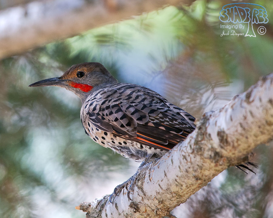 Northern Flicker - Colaptes auratus