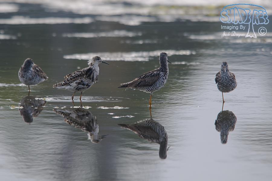 Ruff - Philomachus pugnax