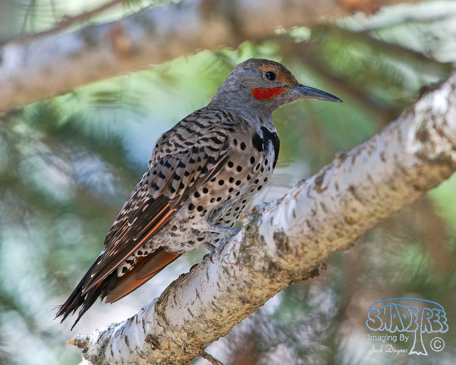 Northern Flicker - Colaptes auratus