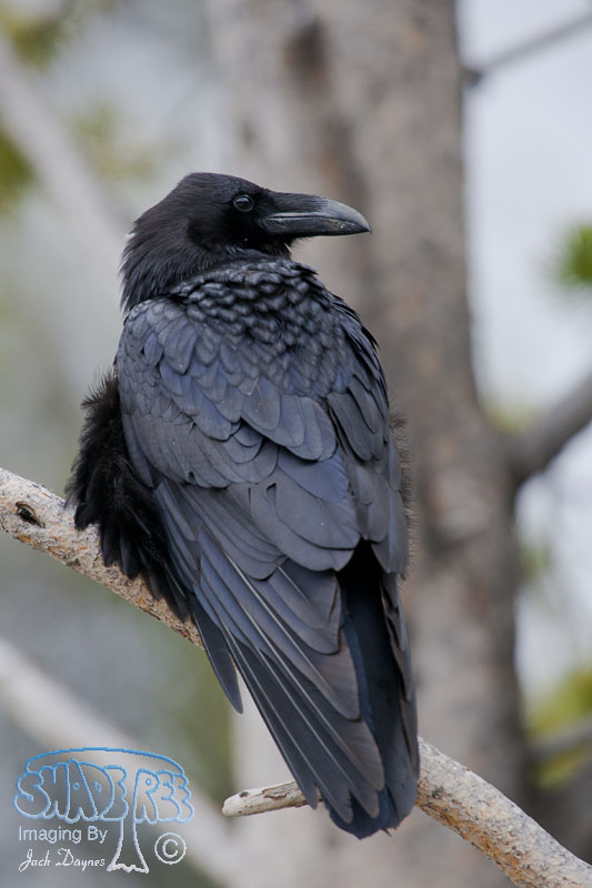 Common Raven - Corvus corax