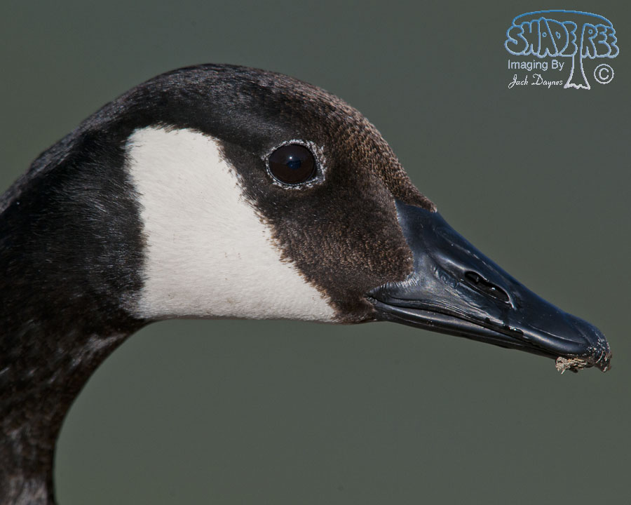 Canada Goose - Branta canadensis