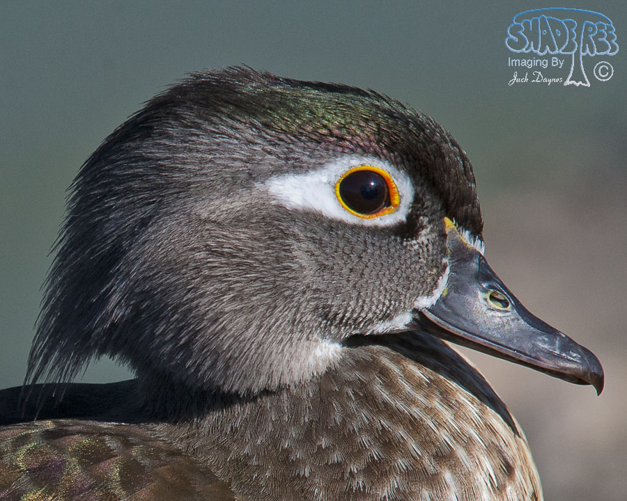 Wood Duck - Aix sponsa