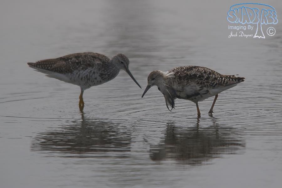 Ruff - Philomachus pugnax