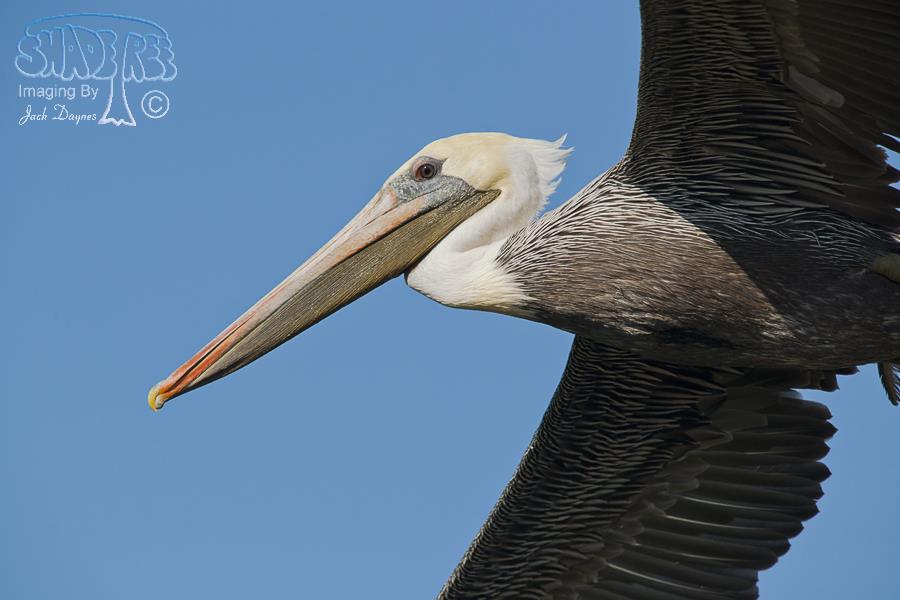 Brown Pelican - Pelecanus occidentalis