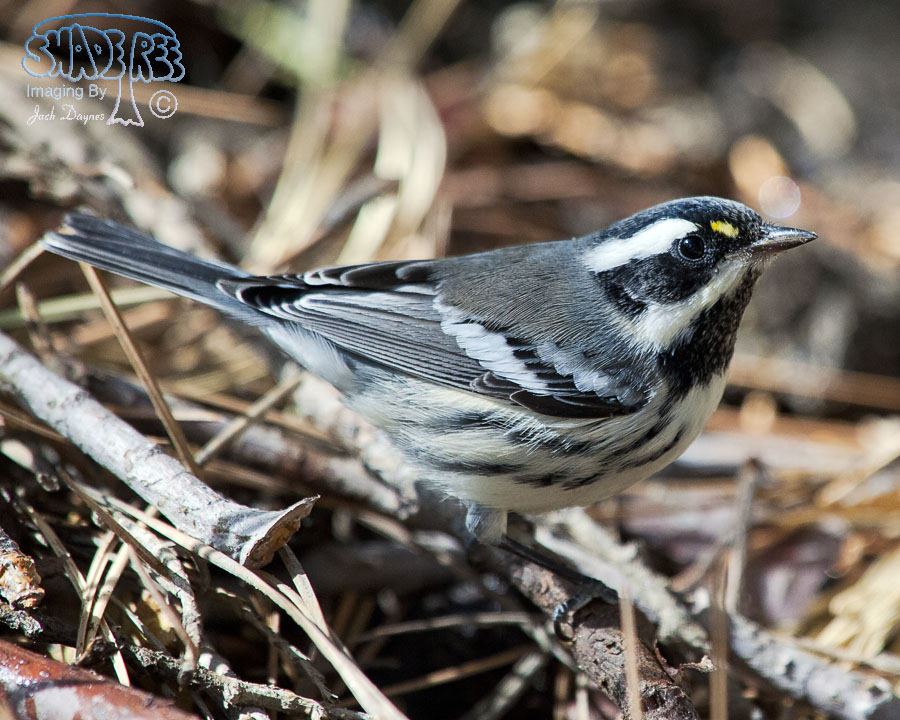 Black-Throated Gray Warbler - Dendroica nigrescens