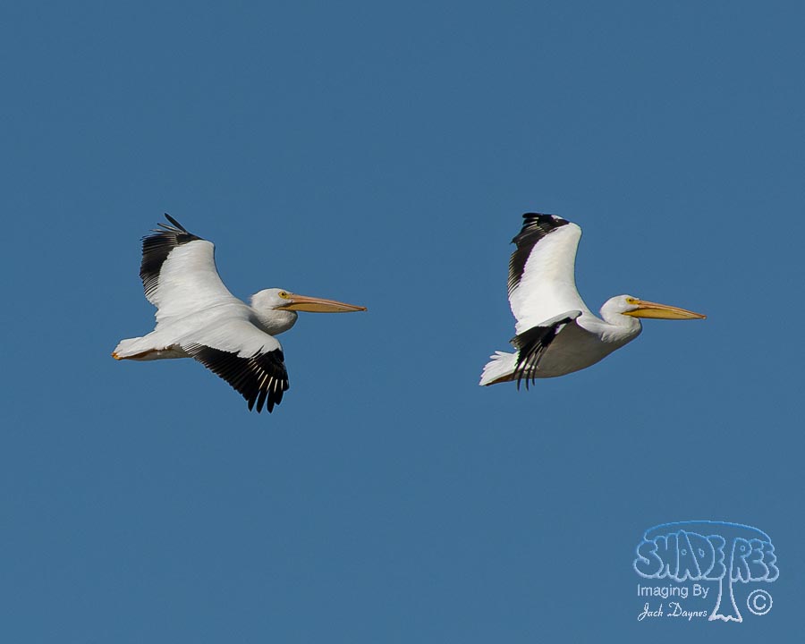 American White Pelican - Pelecanus erythrorhynchos