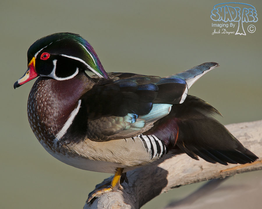 Wood Duck - Aix sponsa