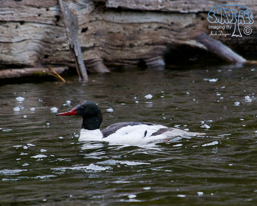 Common Merganser - Mergus merganser