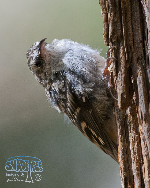Brown Creeper - Certhia americana