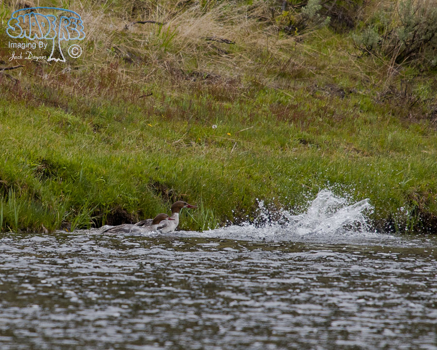 Common Merganser - Mergus merganser