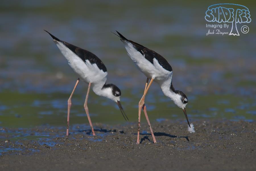 Black-Necked Stilt - Himantopus mexicanus