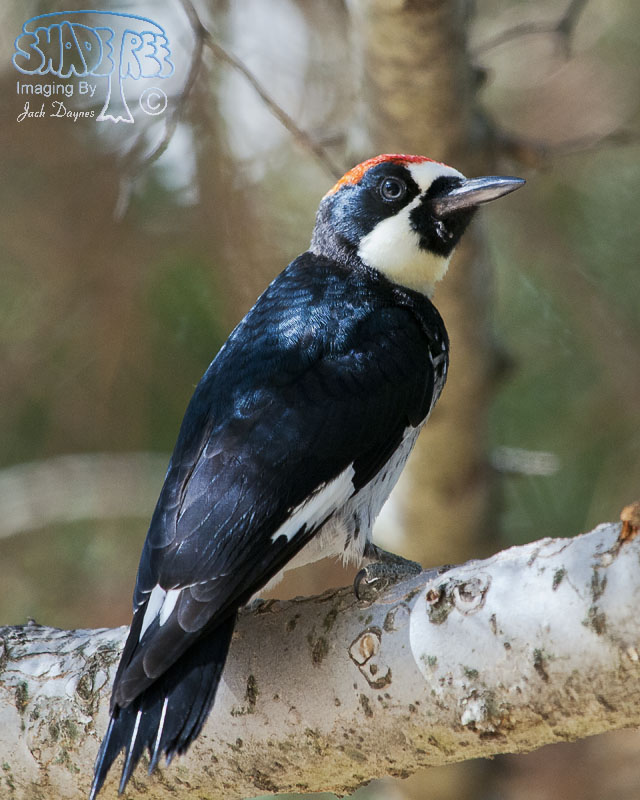 Acorn Woodpecker - Melanerpes formicivorus