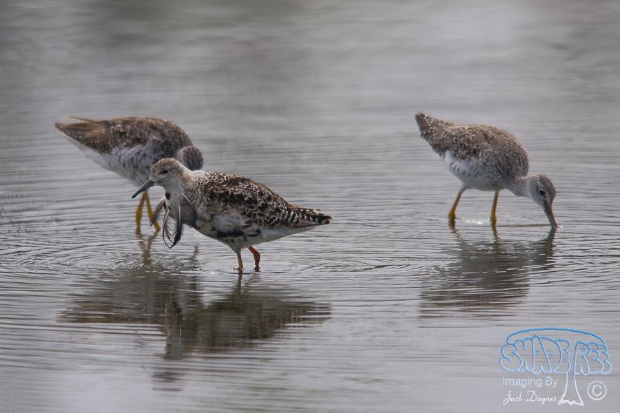 Ruff - Philomachus pugnax