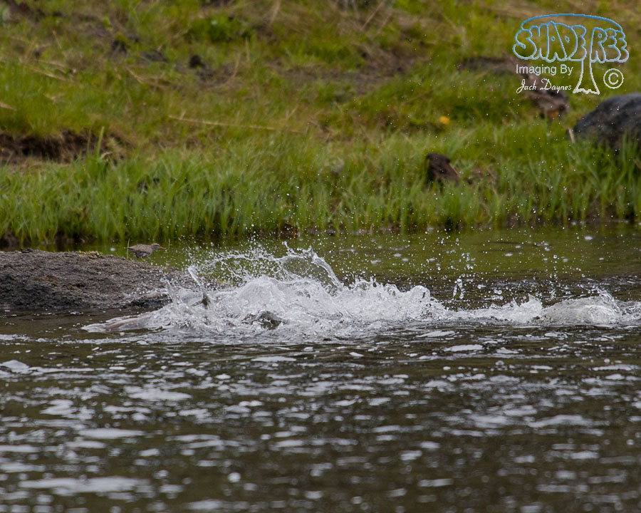 Common Merganser - Mergus merganser