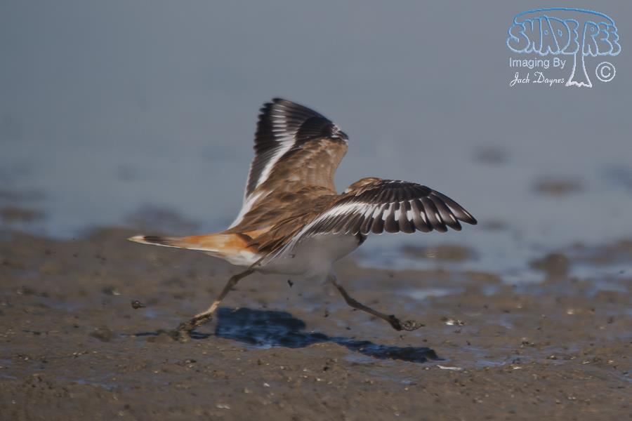 Killdeer - Charadrius vociferus