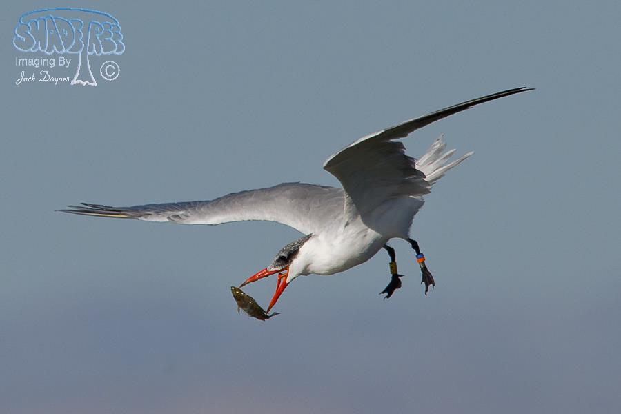 Caspian Tern - Hydroprogne caspia