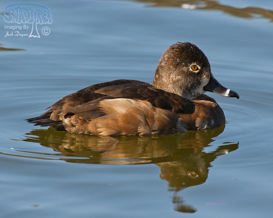 Ring-Necked Duck - Aythya collaris