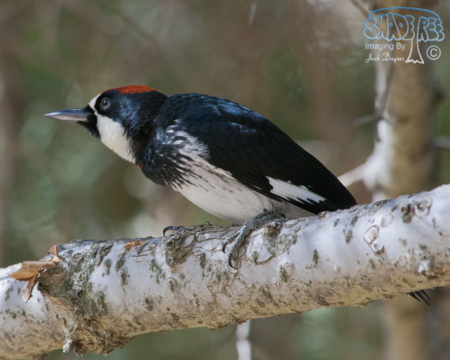 Acorn Woodpecker - Melanerpes formicivorus