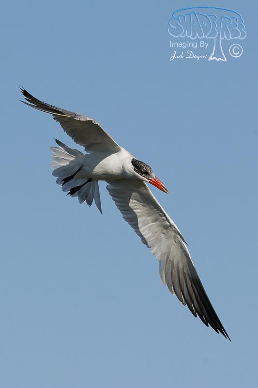 Caspian Tern - Hydroprogne caspia