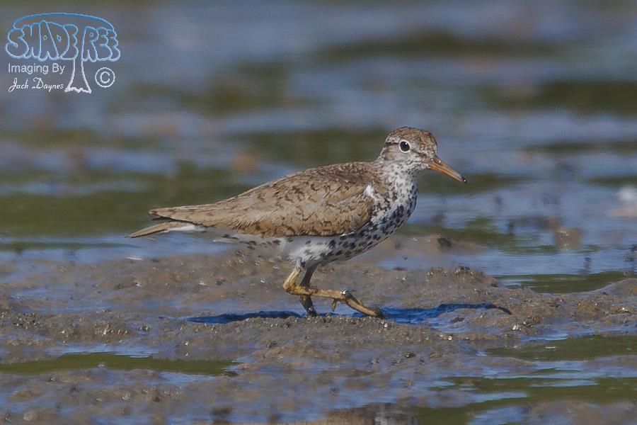 Spotted Sandpiper - Tringa macularia