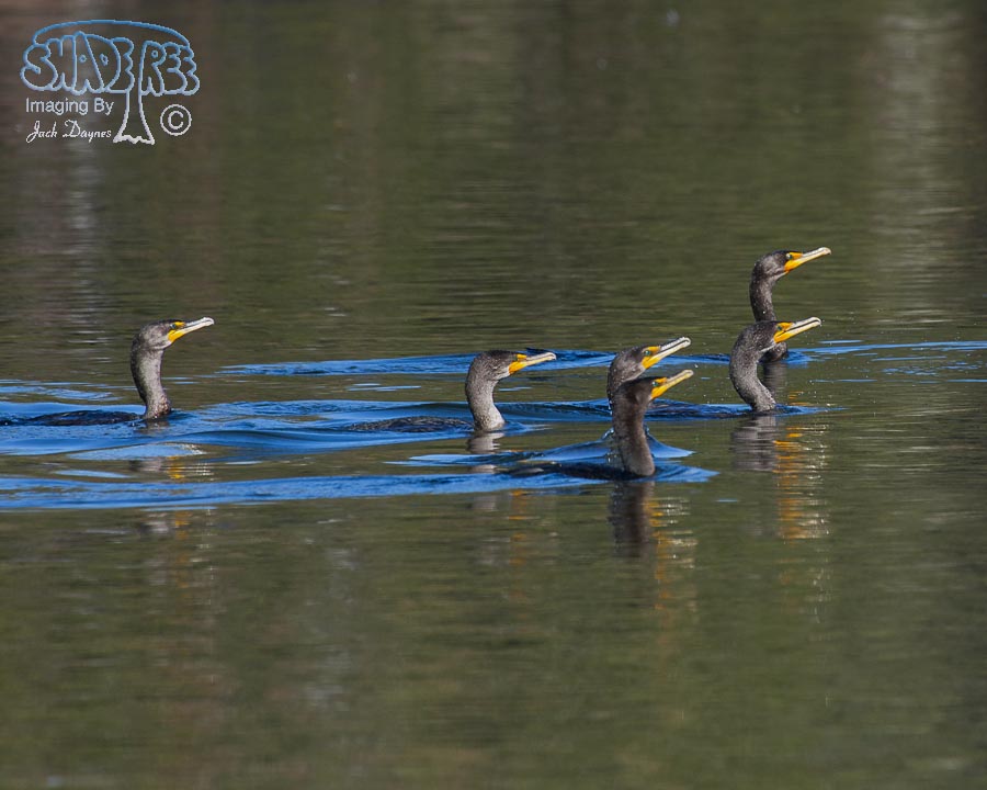 Double-Crested Cormorant - Phalacrocorax auritus