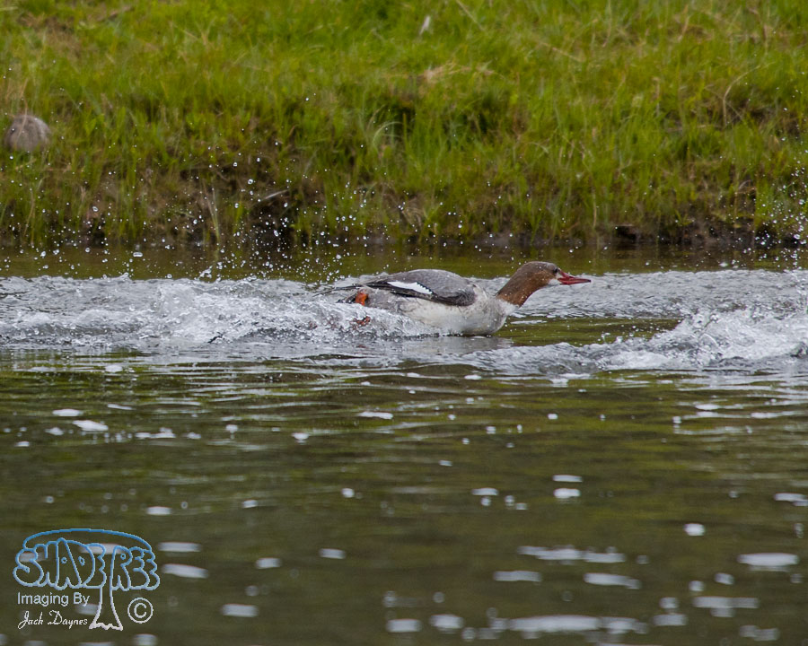 Common Merganser - Mergus merganser