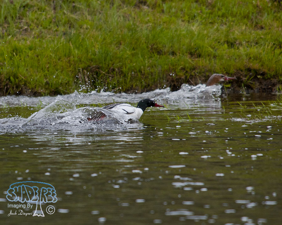 Common Merganser - Mergus merganser