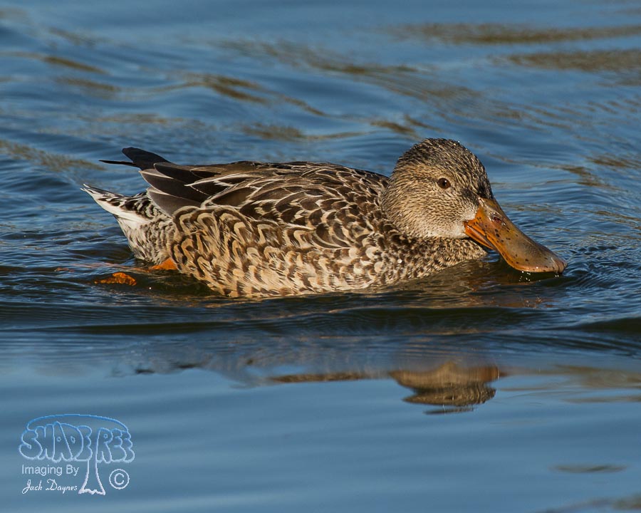 Northern Shoveler - Spatula clypeata