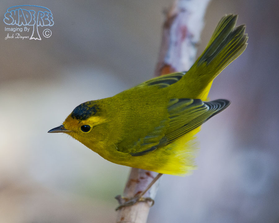 Wilson's Warbler - Cardellina pusilla