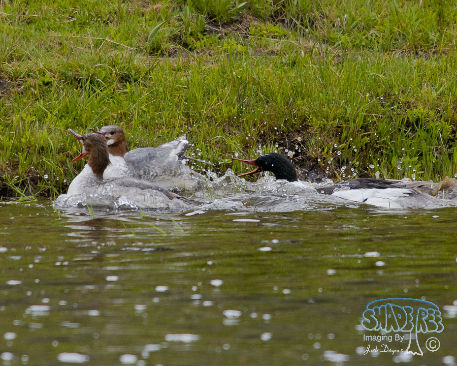 Common Merganser - Mergus merganser