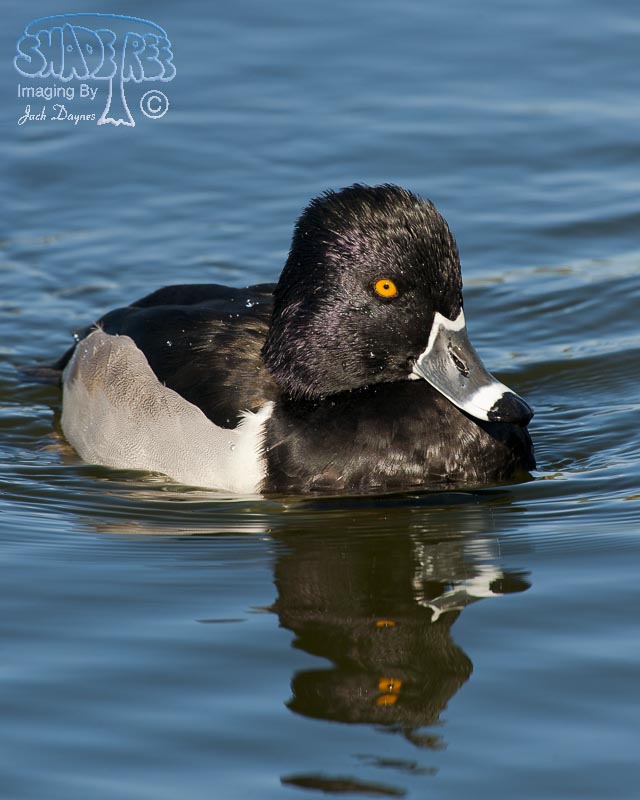 Ring-Necked Duck - Aythya collaris