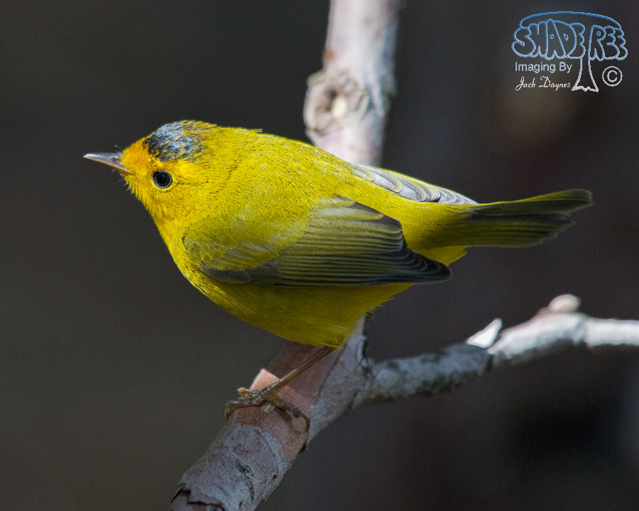 Wilson's Warbler - Cardellina pusilla