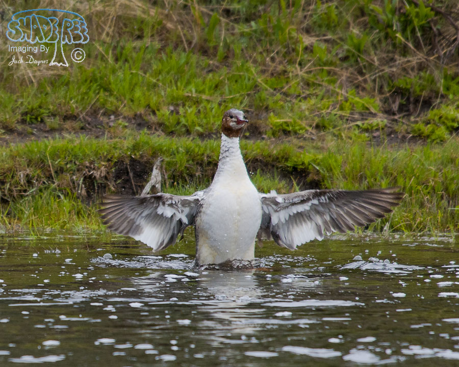 Common Merganser - Mergus merganser