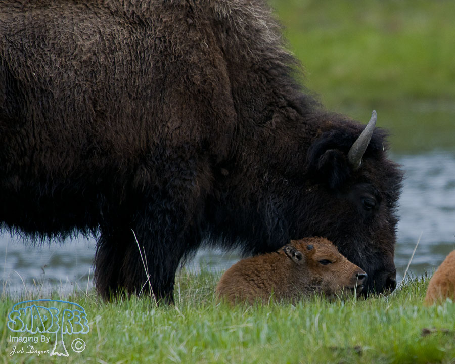 American Bison - Bison bison