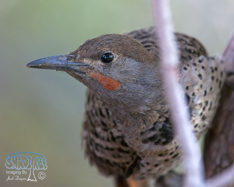 Northern Flicker - Colaptes auratus