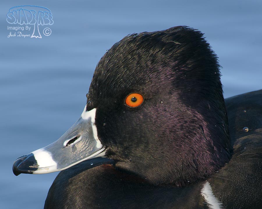 Ring-Necked Duck - Aythya collaris