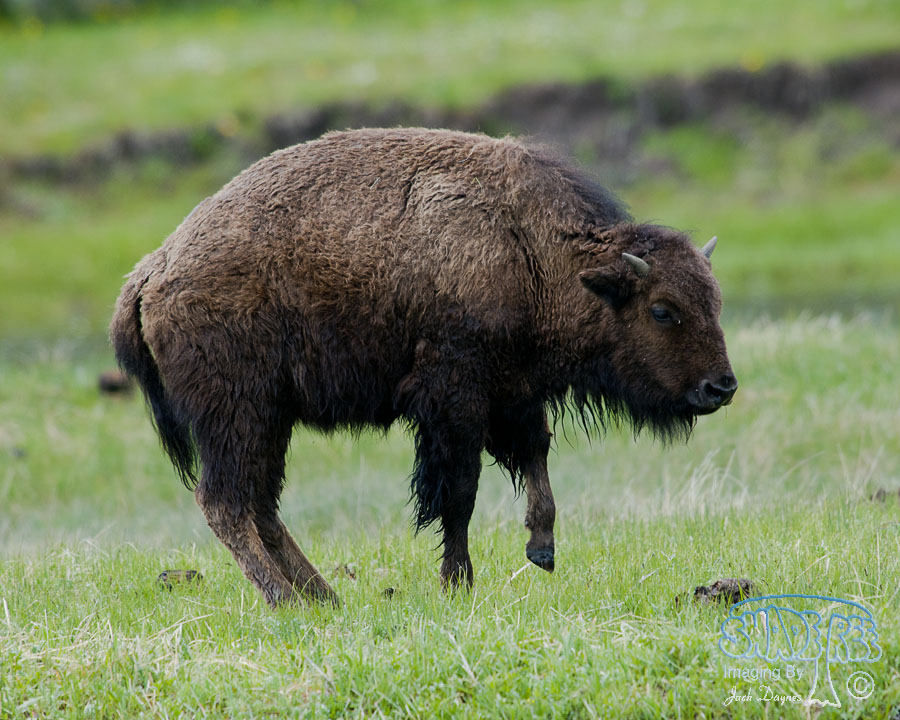 American Bison - Bison bison