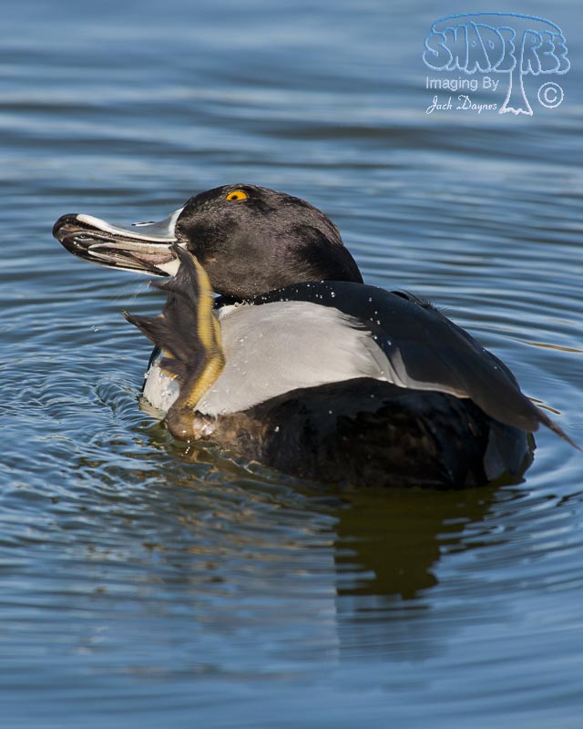Ring-Necked Duck - Aythya collaris