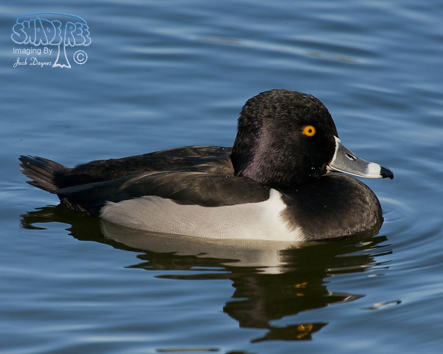 Ring-Necked Duck - Aythya collaris