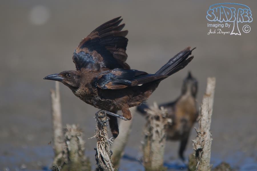 Great-Tailed Grackle - Quiscalus mexicanus