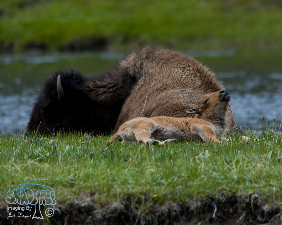 American Bison - Bison bison