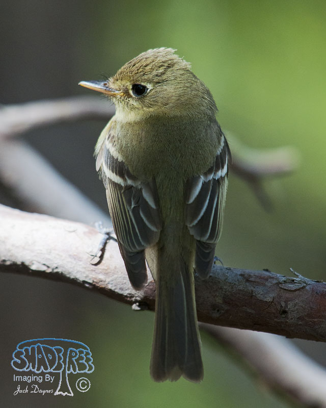 Pacific-Slope Flycatcher - Empidonax difficilis