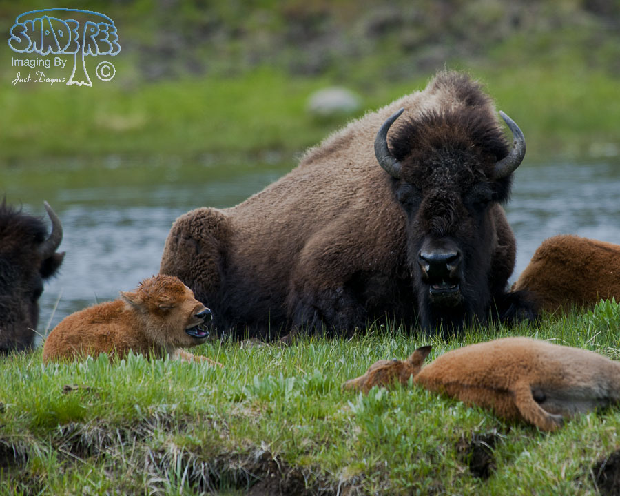 American Bison - Bison bison