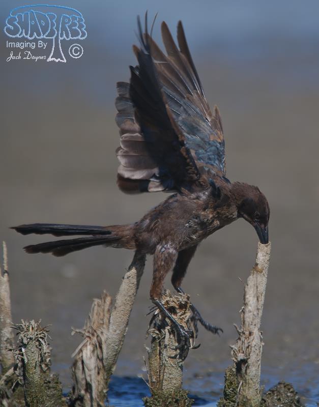 Great-Tailed Grackle - Quiscalus mexicanus